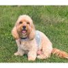 Cool Mesh Dog Harness with Leash